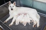 TETER - BERGER BLANC SUISSE 008